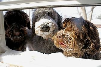 australian labradoodle